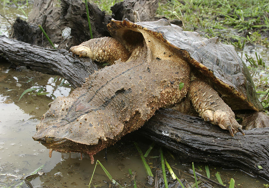 Giant Mata Mata Turtle