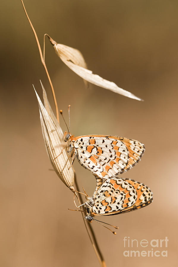 Mating butterflies  #1 Photograph by Alon Meir