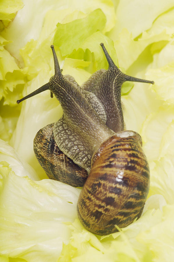 Mating Garden Snails #1 Photograph by Jean-Michel Labat