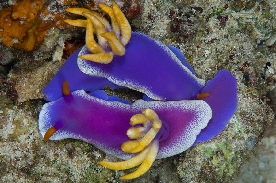 Chromodorididae Photograph - Mating nudibranch in Indonesia #1 by Science Photo Library