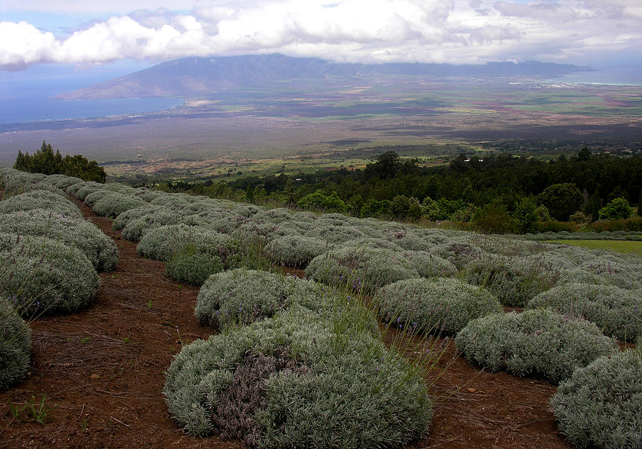 Maui Lavender Farm #1 Photograph by Robert Lozen