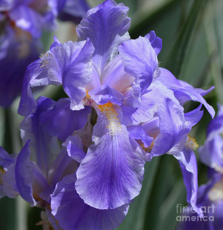 Mauve-purple Irises 2 Closeup Photograph by Fiona Craig