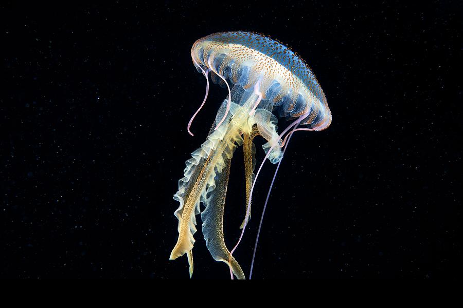 Mauve Stinger Jellyfish Photograph by Alexander Semenov/science Photo Library