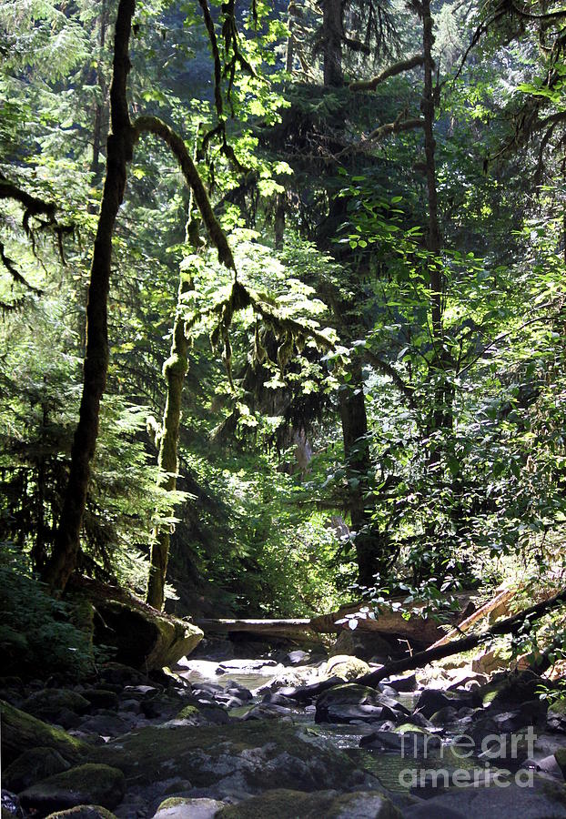 McDowell Creek Photograph By Erica Hanel   Fine Art America