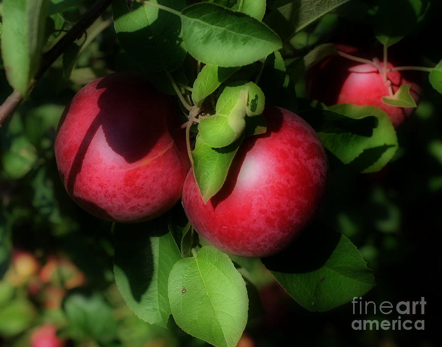 McIntosh Apples #2 Photograph by Smilin Eyes Treasures