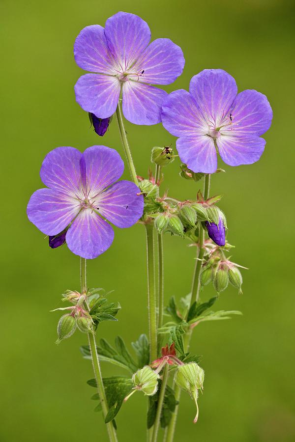 Meadow Cranesbill (geranium Pratense) #1 Photograph by Bob Gibbons/science Photo Library
