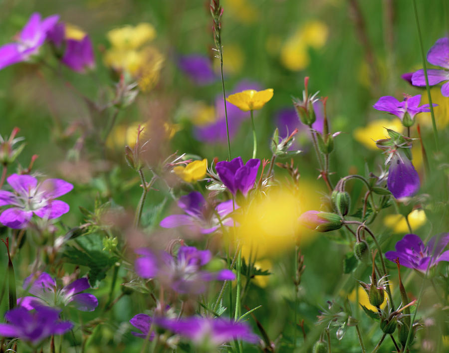 Meadow Flowers #1 Photograph by Simon Fraser/science Photo Library