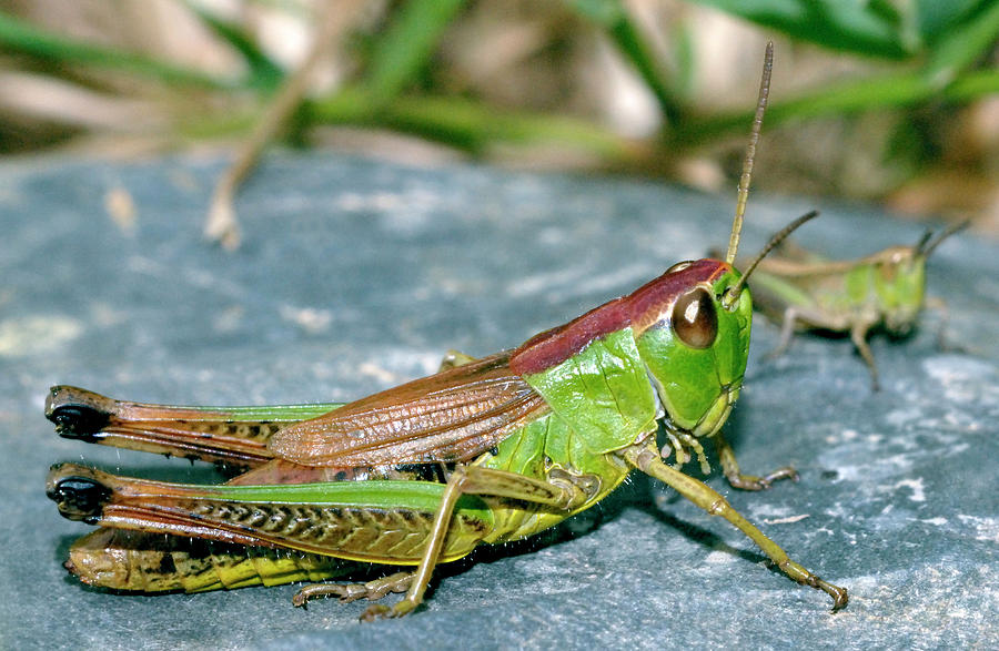 Meadow Grasshopper #1 Photograph by Sinclair Stammers/science Photo Library