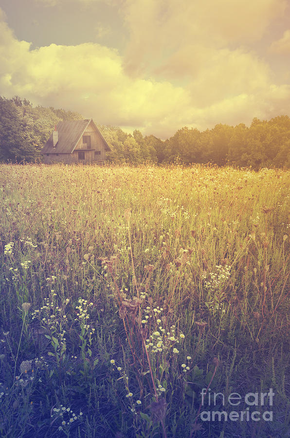 Meadow #2 Photograph by Jelena Jovanovic