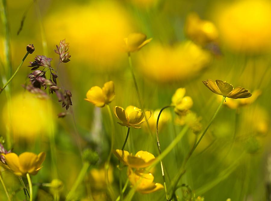 Meadow Photograph by Michal Stosel - Fine Art America