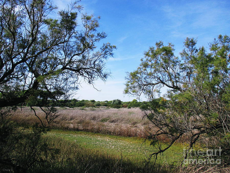 Meadow near El Puerto de Santa Maria #1 Photograph by Chani Demuijlder