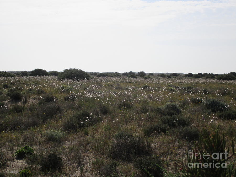 Meadow near Roquetas de Mar #1 Photograph by Chani Demuijlder