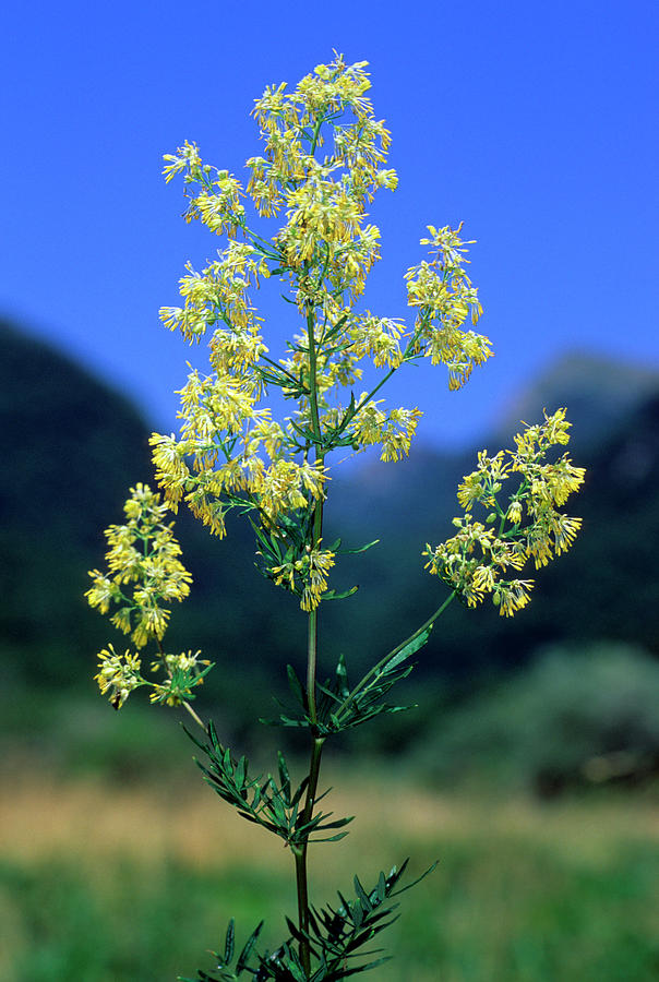 Meadow Rue (thalictrum Flavum) #1 Photograph by Bruno Petriglia/science Photo Library
