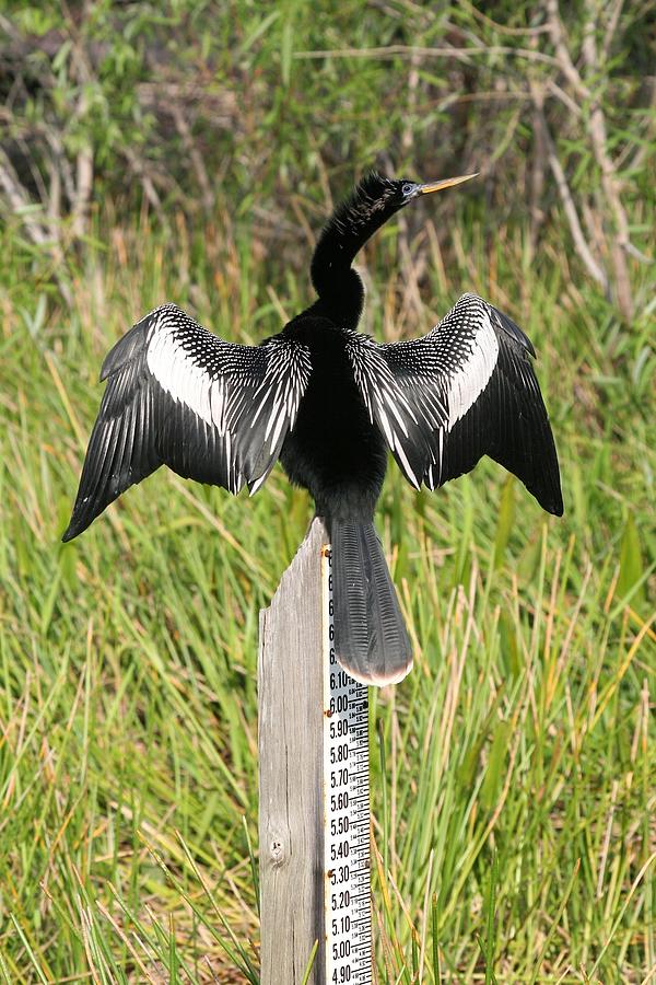 Cormorant Measured Wings Photograph