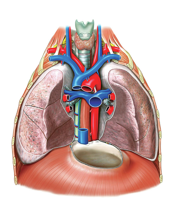 mediastinum-photograph-by-asklepios-medical-atlas-pixels-merch