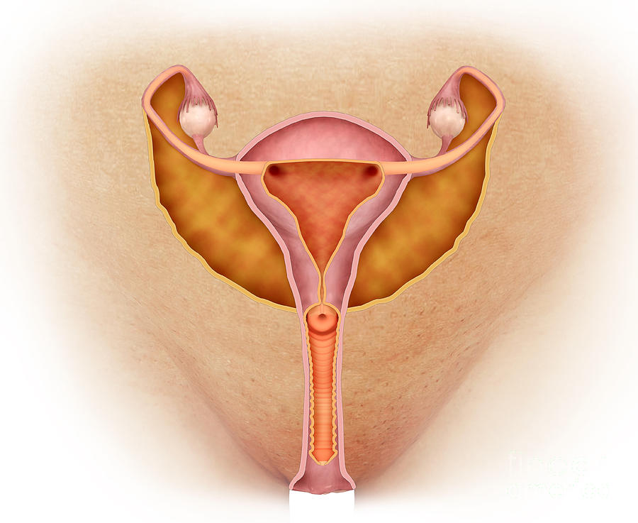 Medical Illustration Of Female Genital #1 Digital Art by Stocktrek Images