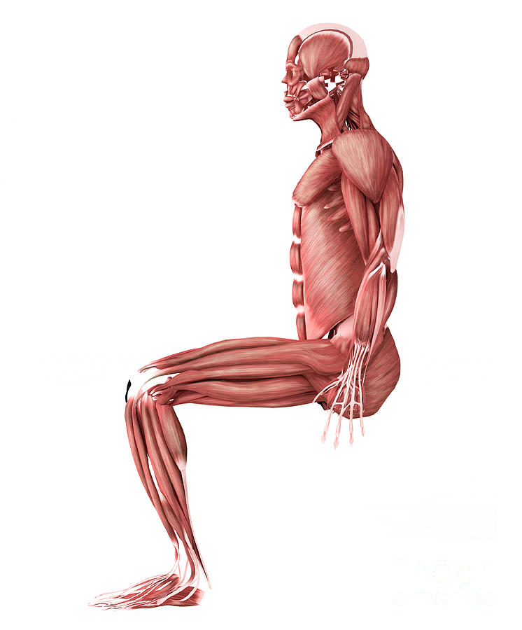 Medical Illustration Of Male Muscles #1 Digital Art by Stocktrek Images