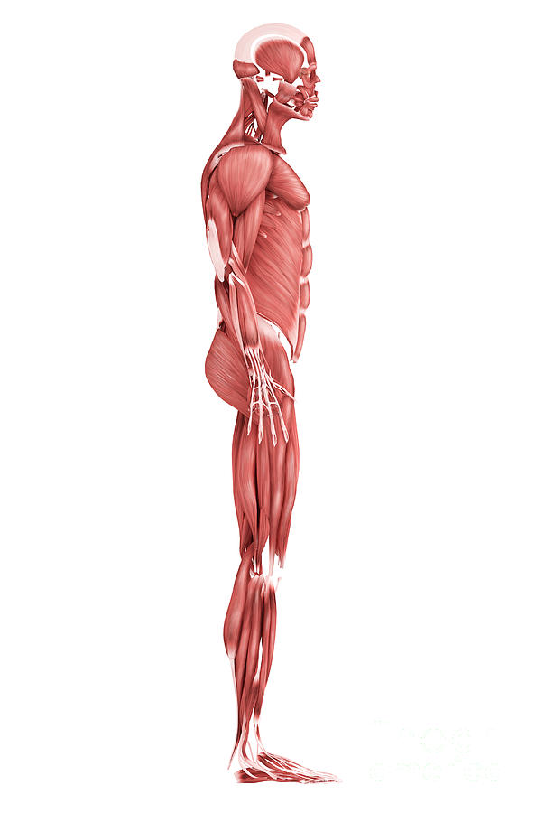 Side View Digital Art - Medical Illustration Of Male Muscular #1 by Stocktrek Images