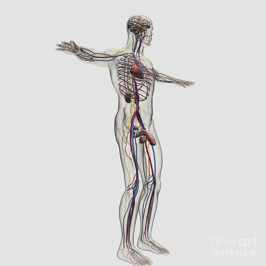 Medical Illustration Of Male #1 Digital Art by Stocktrek Images