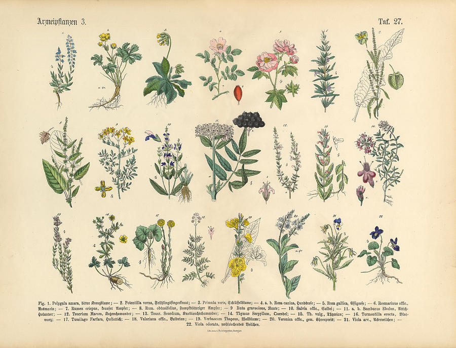 Medicinal and Herbal Plants, Victorian Botanical Illustration #1 Drawing by Bauhaus1000