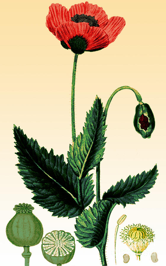 Medicinal Plant-Poppy 1815 #2 Photograph by Science Source
