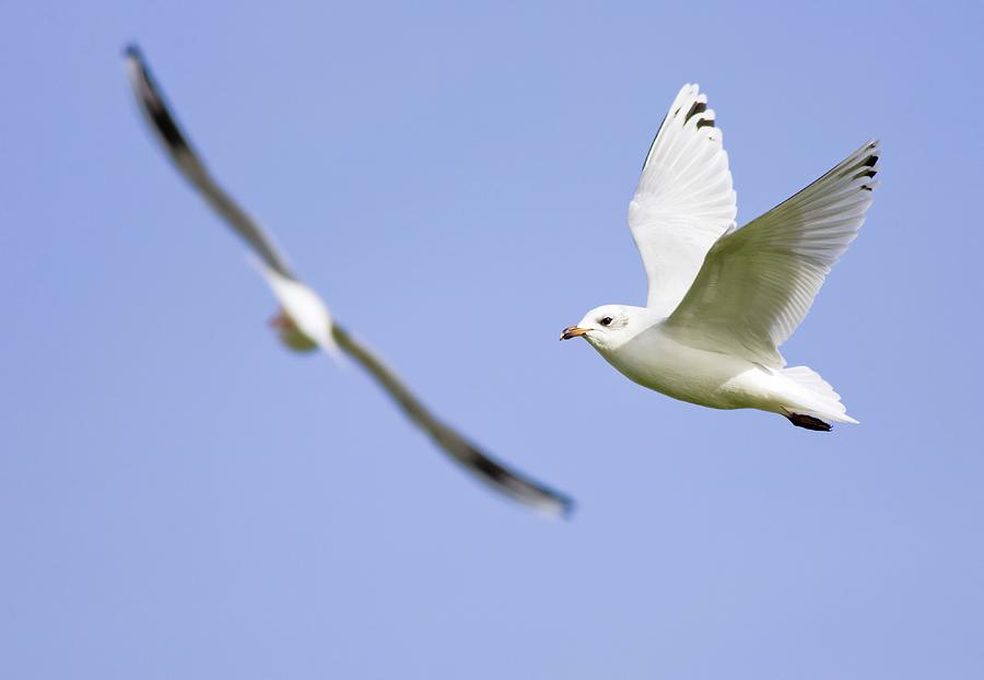 Mediterranean Gull #1 Photograph by Science Photo Library Mediterranean Gull #1 Photograph by Science Photo Library