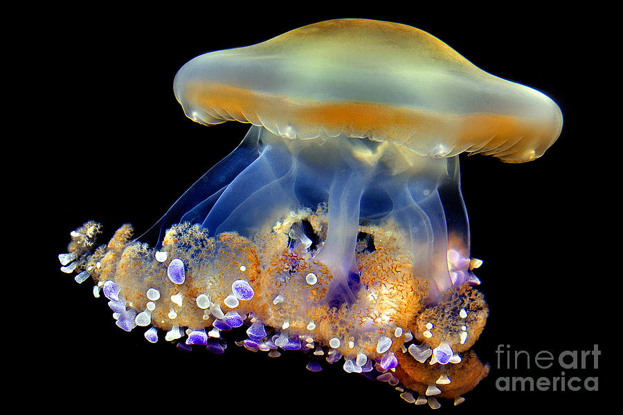 Scyphozoa Photograph - Mediterranean Jelly Cotylorhiza Tuberculata by Wernher Krutein Scyphozoa Photograph - Mediterranean Jelly Cotylorhiza Tuberculata by Wernher Krutein