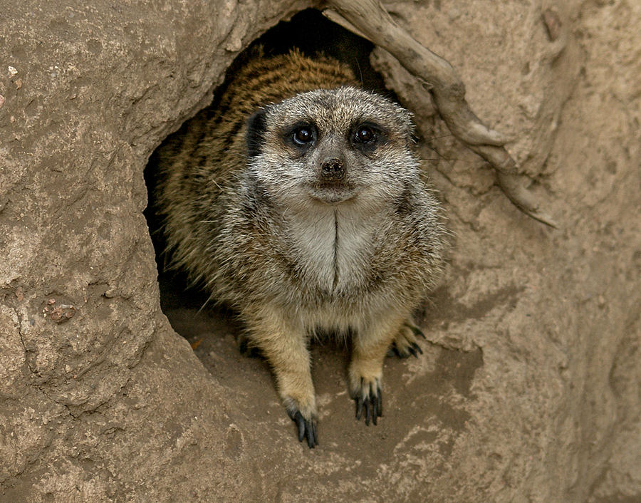Meerkat #1 Photograph by Ernest Echols