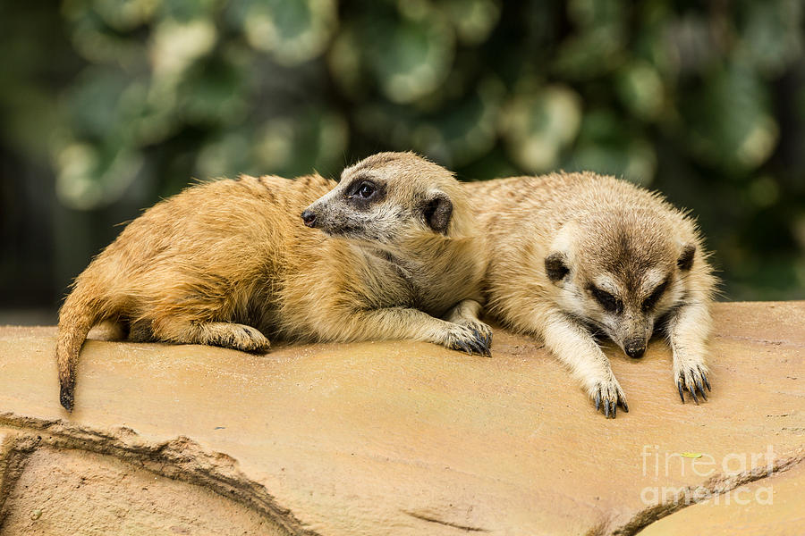 Meerkat resting on ground #1 Photograph by Tosporn Preede
