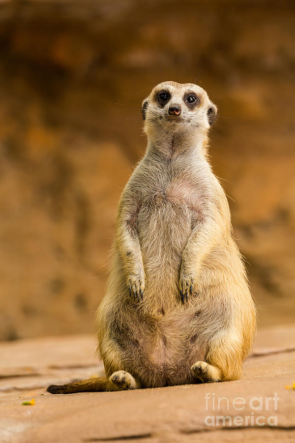 Meerkat #1 Photograph by Tosporn Preede