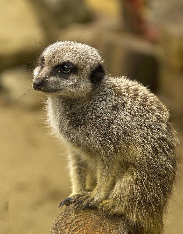 Meerkat Photograph - Meerkats #1 by David French