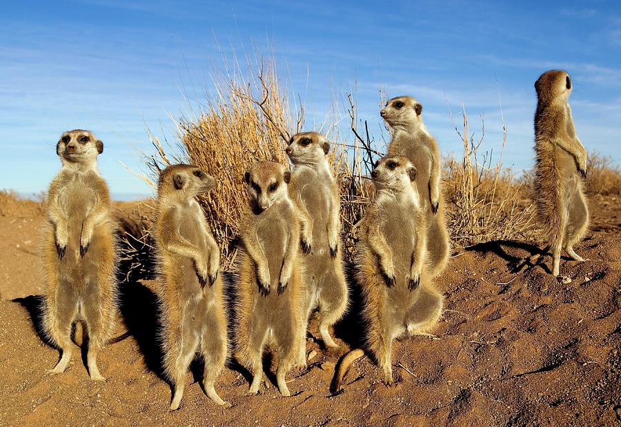 Meerkat Photograph - Meerkats #1 by Tony Camacho/science Photo Library