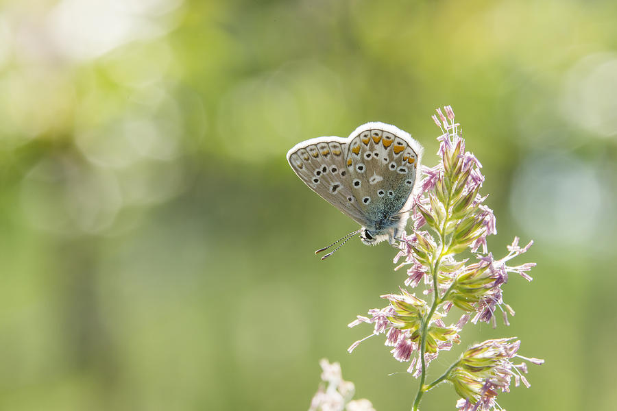 Common Blue  Photograph by Mircea Costina Photography