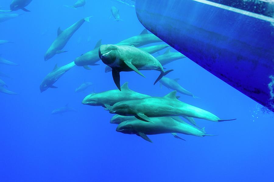 Melon-headed Whales With A Boat #1 Photograph by Christopher Swann/science Photo Library