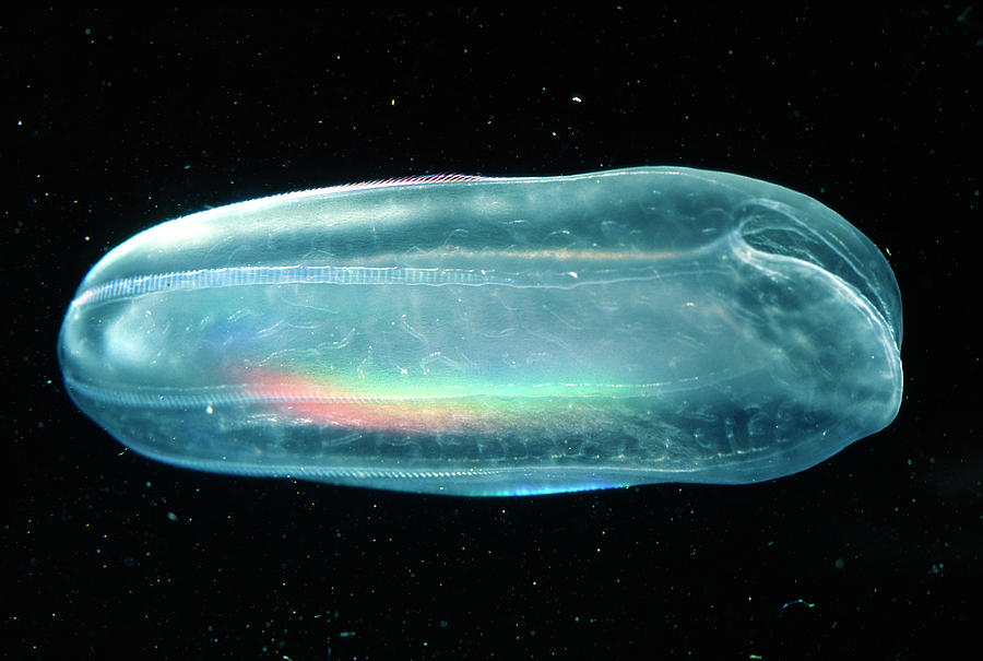Melon Jellyfish #1 Photograph by Sinclair Stammers/science Photo Library