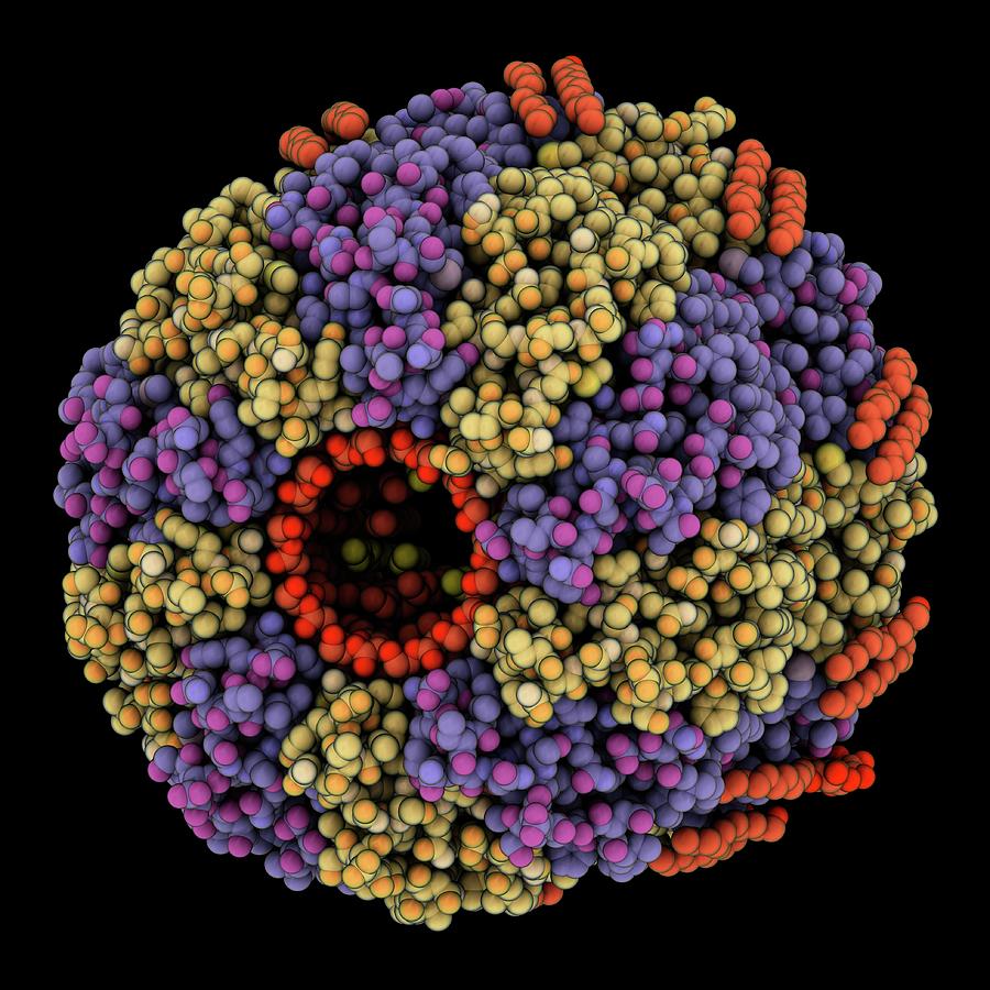 Membrane Rotor Of V-type Atpase #1 Photograph by Laguna Design/science Photo Library