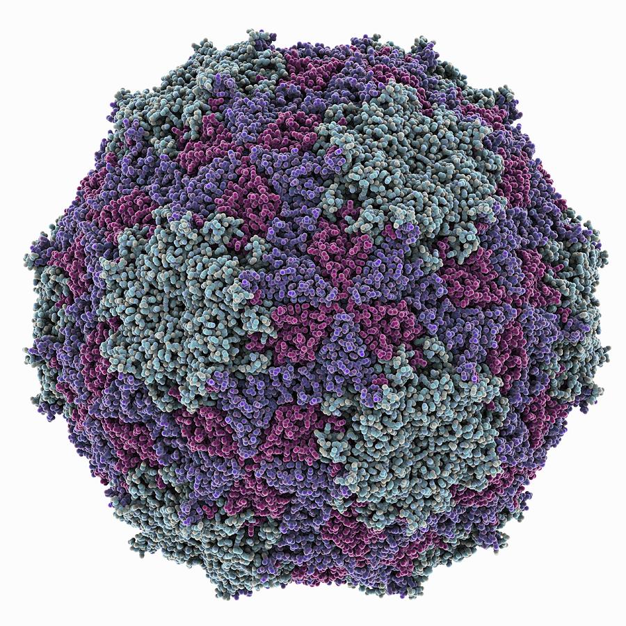 Ball Photograph - Mengovirus capsid, molecular model #1 by Science Photo Library