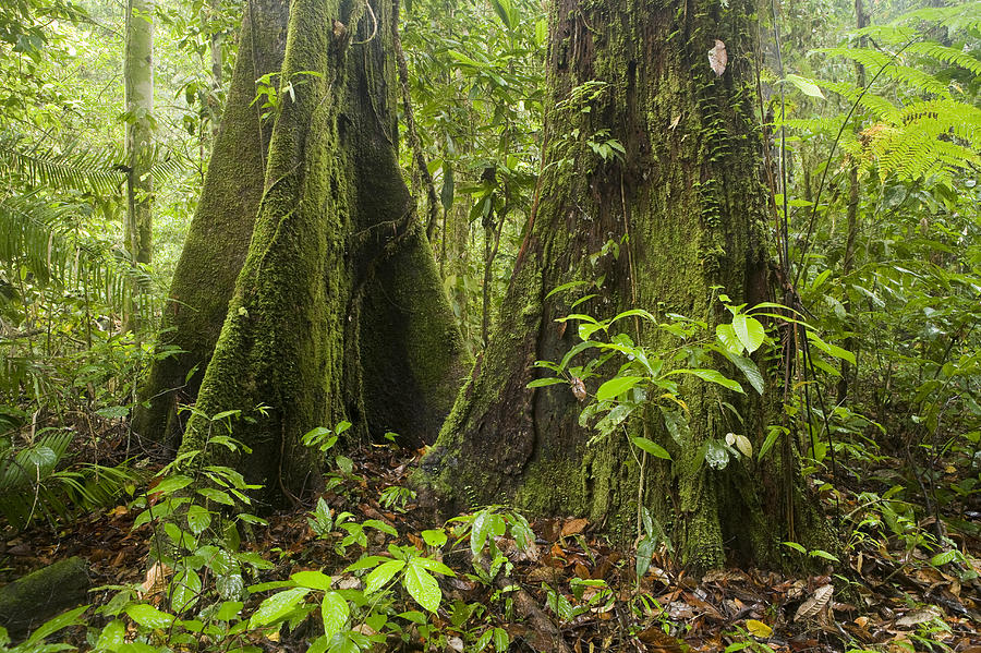 Meranti Trees In Rainforest Sabah Borneo #1 Photograph by Sebastian Kennerknecht