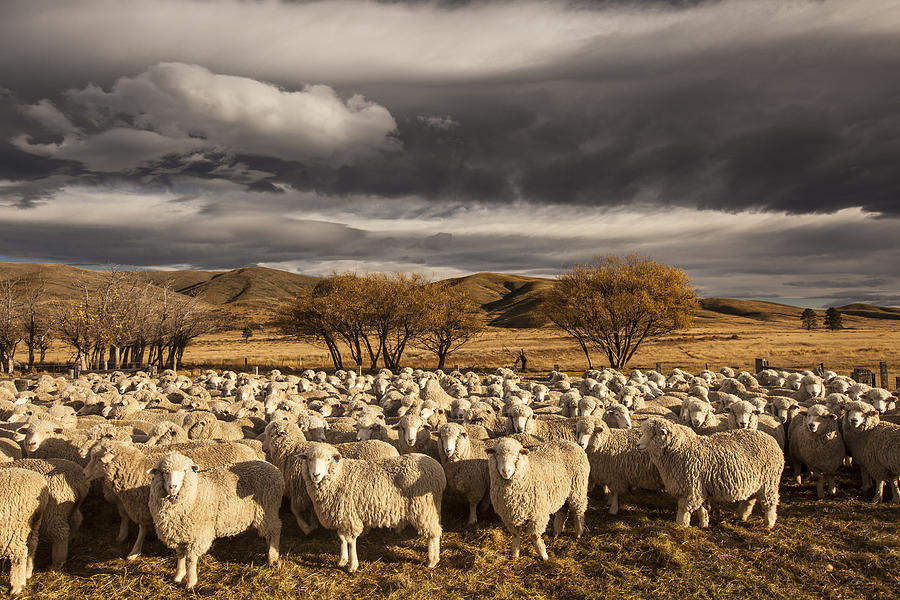 Merino Sheep Otago New Zealand #1 Photograph by Colin Monteath