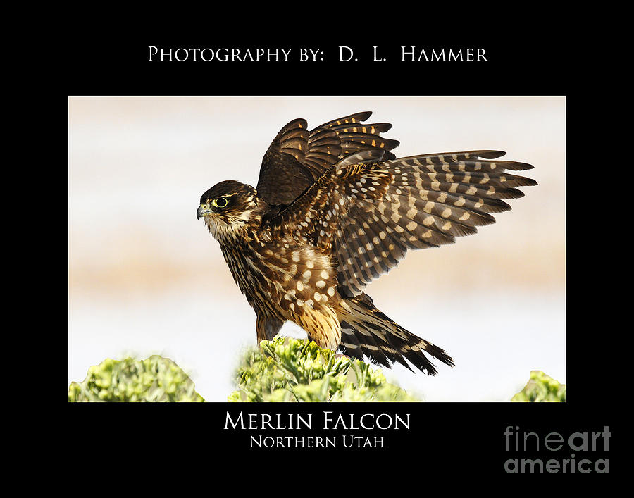 Merlin Falcon #1 Photograph by Dennis Hammer