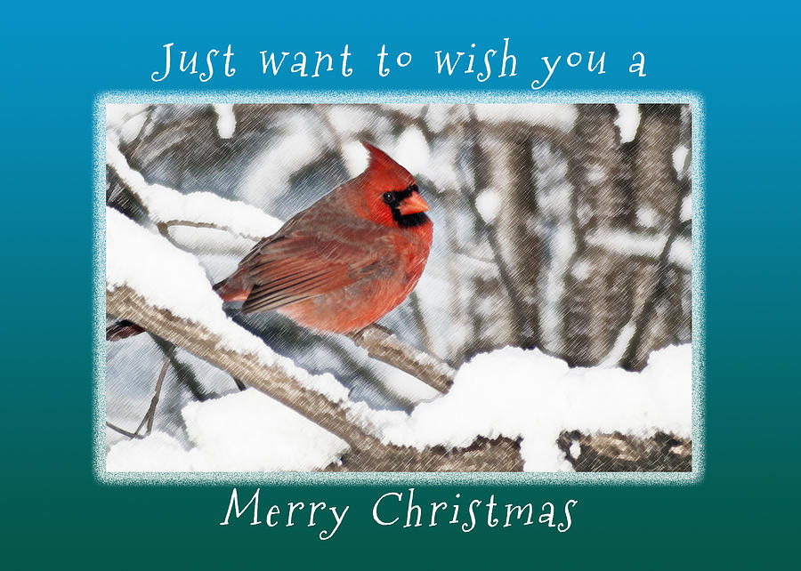 Merry Christmas Cardinal #1 Photograph by Michael Peychich