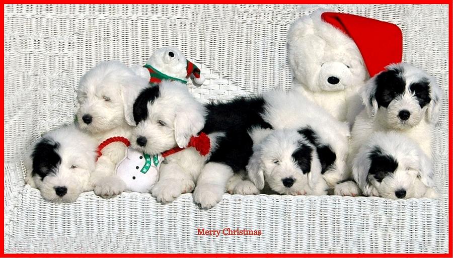Merry Christmas Puppies Photograph
