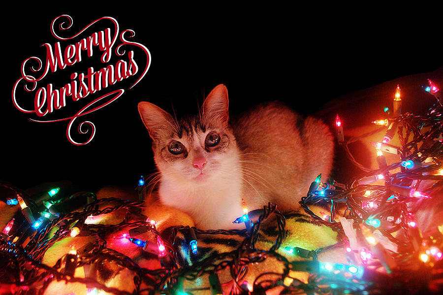 https://images.fineartamerica.com/images-medium-large-5/1-merry-christmas-kitty-jenner-t.jpg