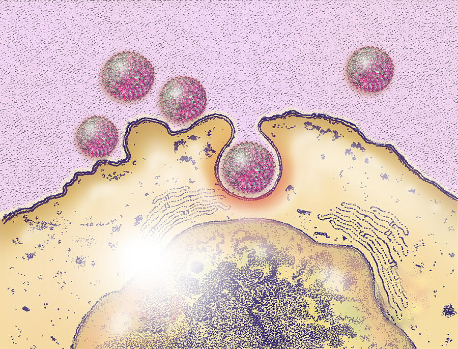 Mers Infecting Non-ciliated Epithelial #1 Photograph by Chris Bjornberg