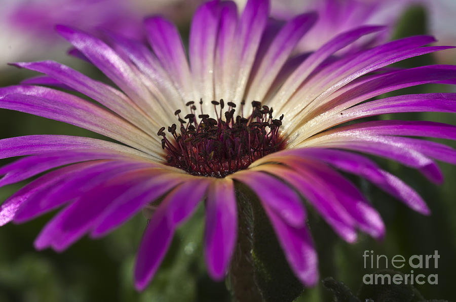 Mesembryanthemum 5 #1 Photograph by Steve Purnell