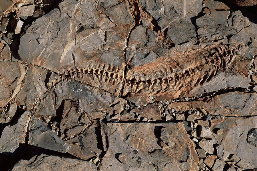 Mesosaurus Fossil #1 Photograph by Sinclair Stammers/science Photo Library