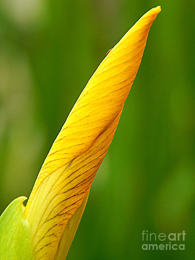 Metamorphous Of The Yellow Iris Spring Equinox In New Orleans Louisiana #1 Photograph by Michael Hoard