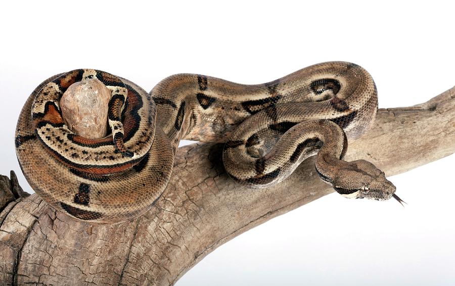 Boa Constrictor Photograph - Mexican Boa Constrictor #1 by Pascal Goetgheluck/science Photo Library