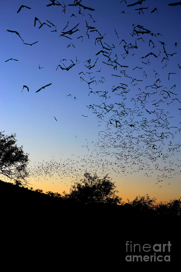 Mexican Free Tailed Bats #1 Photograph by Scott Linstead