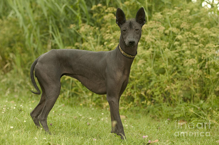 Mexican Hairless Dog #1 Photograph by Jean-Michel Labat